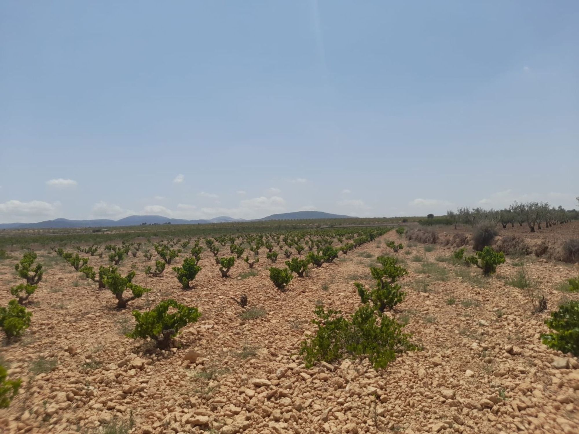 Terrenos en venta in Pinoso, Alicante