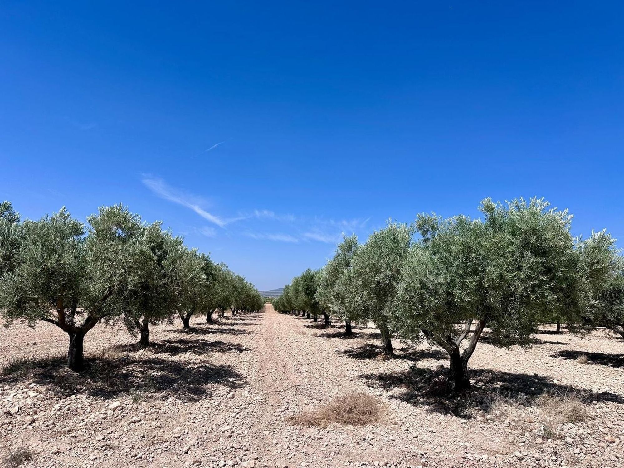 Lands for sale in Monovar, Alicante