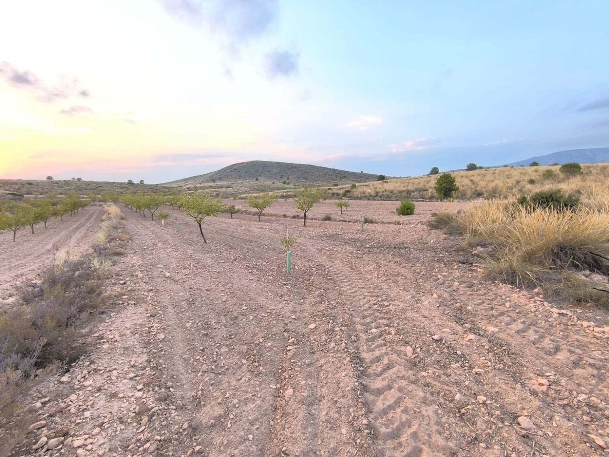 Lands for sale in Pinoso, Alicante - 615750