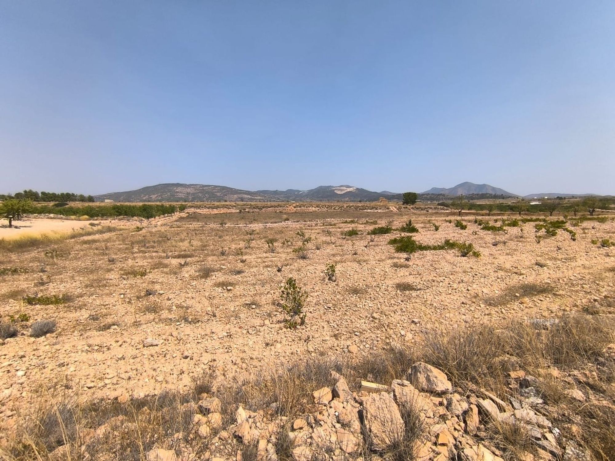 Lands for sale in Pinoso, Alicante - 615870