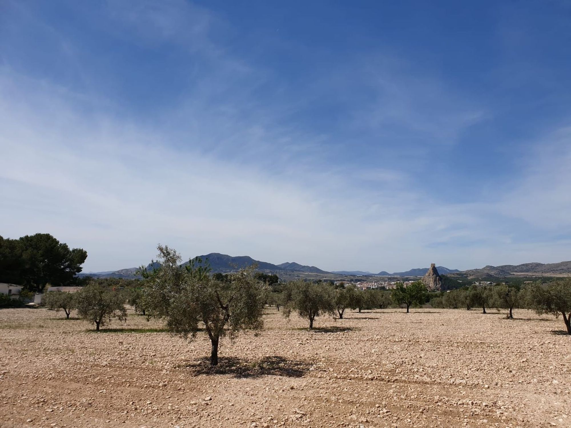 Lands for sale in Sax, Alicante