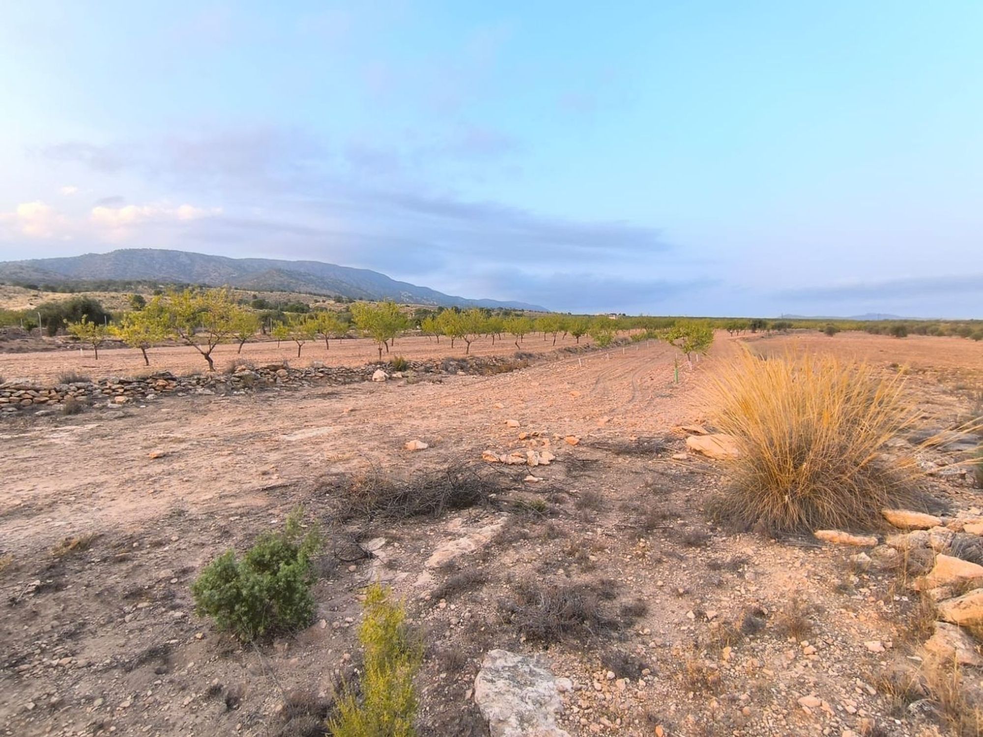 Lands for sale in Pinoso, Alicante