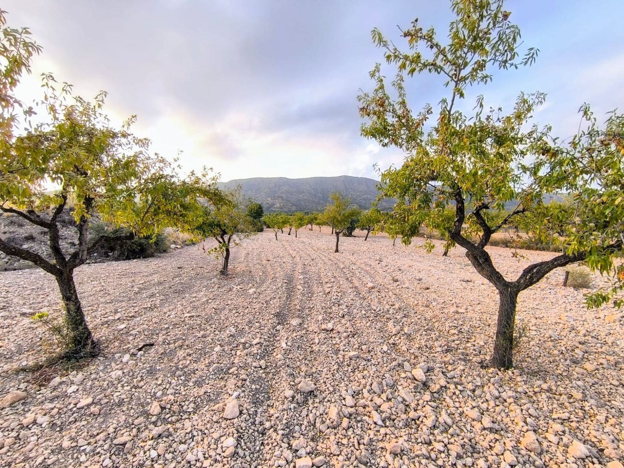 Lands for sale in Pinoso, Alicante