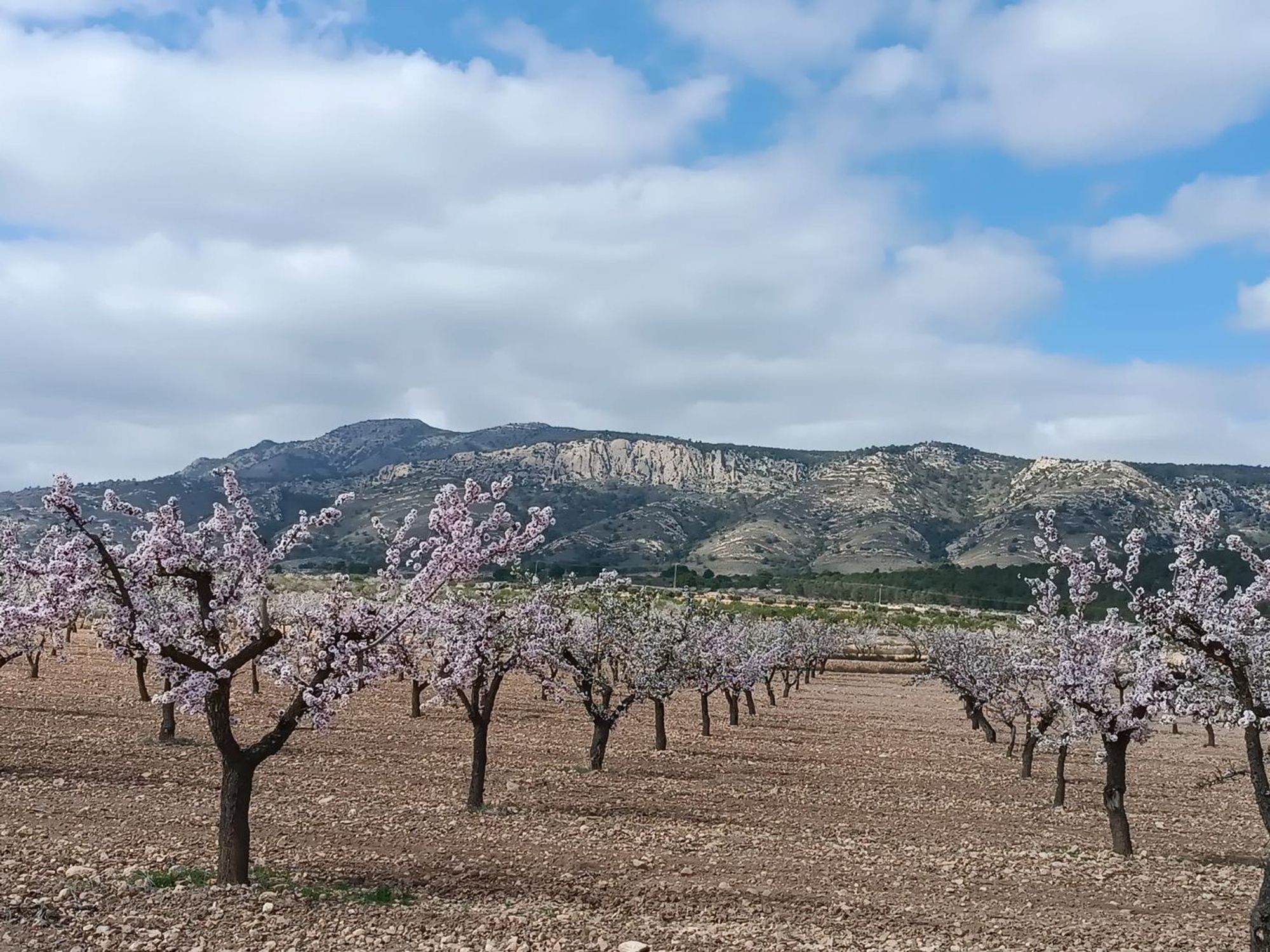 Lands for sale in Pinoso, Alicante