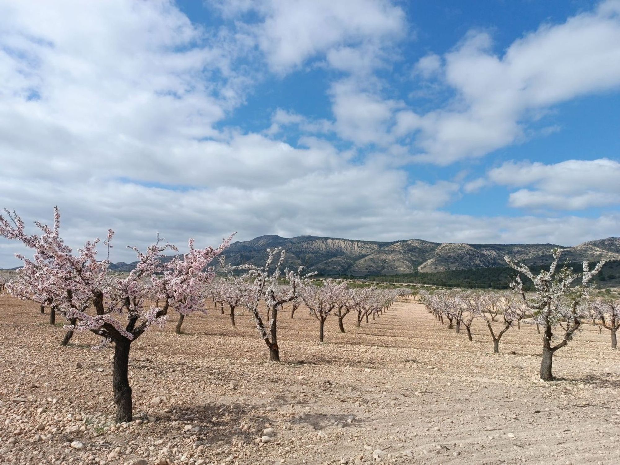 Lands for sale in Pinoso, Alicante