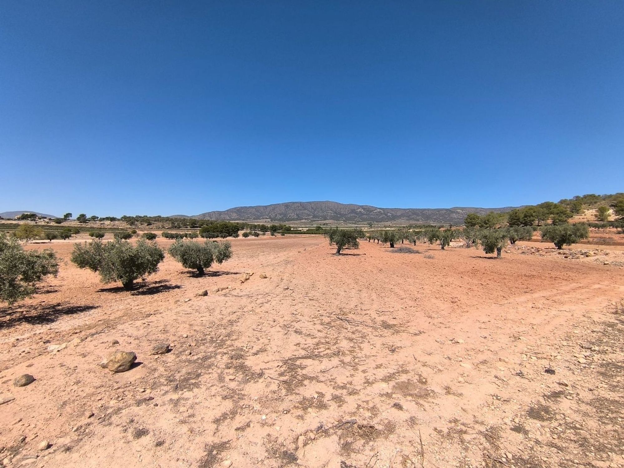 Lands for sale in Monovar, Alicante