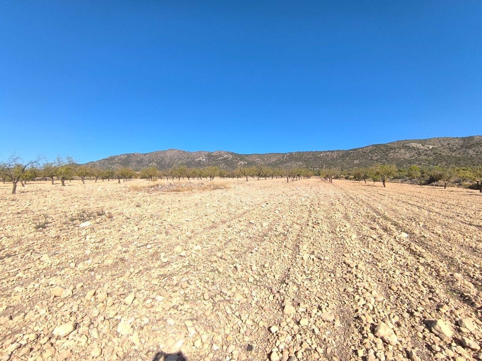 Lands for sale in Pinoso, Alicante
