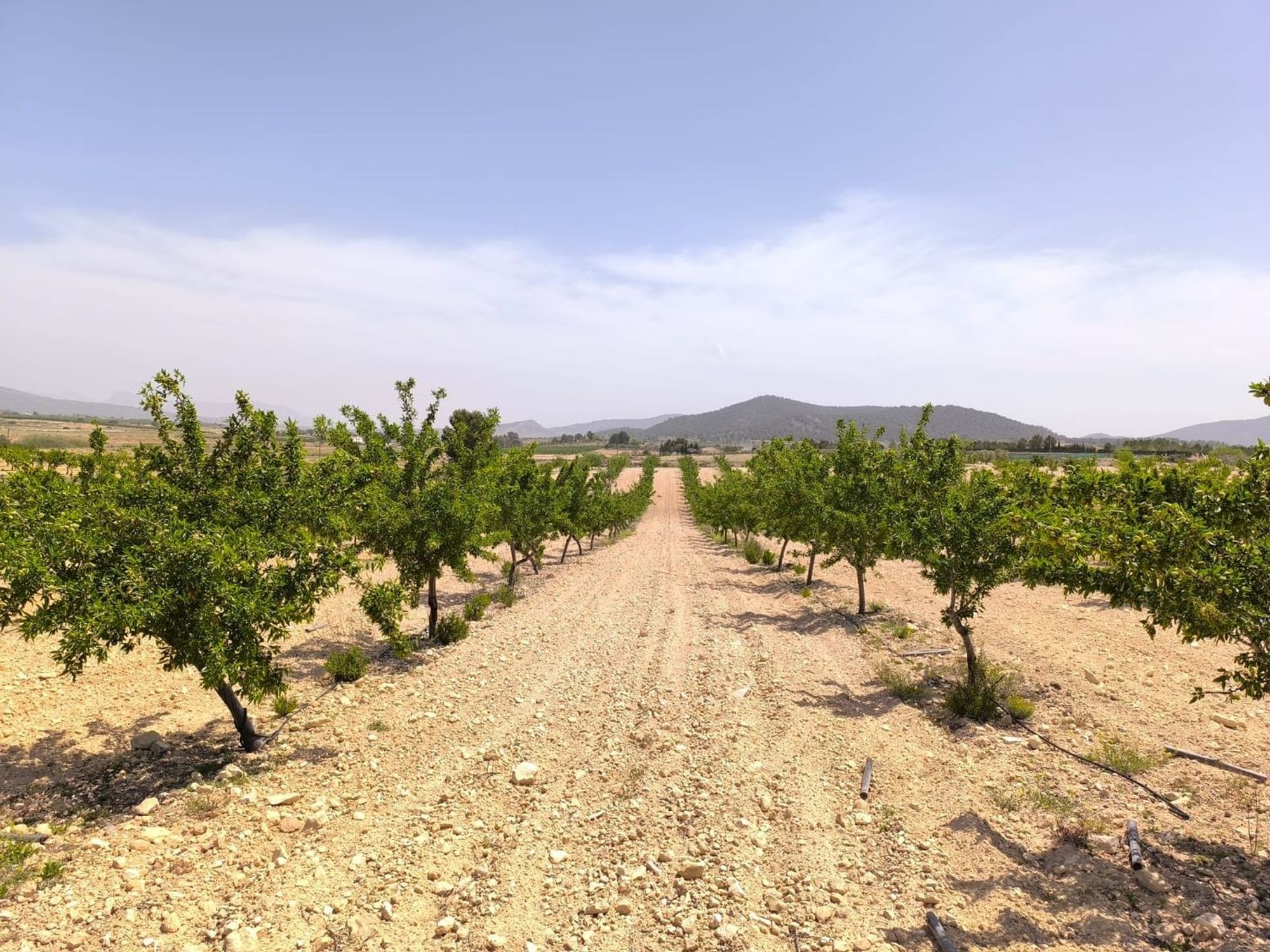 Lands for sale in Pinoso, Alicante