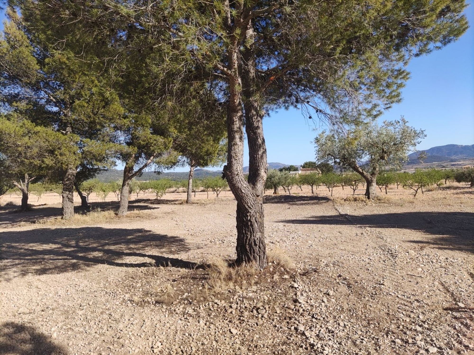 Lands for sale in Pinoso, Alicante